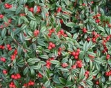 Scarlet Leader Cotoneaster made by here at Twin Oaks Nursery & Supply