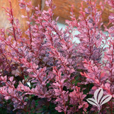Rosy Glow Barberry