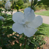 White Pillar Althea (Rose of Sharon)