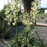 Yucca rigida 'Blue Sentry'