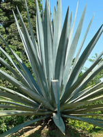 Weber Blue Agave made by here at Twin Oaks Nursery & Supply