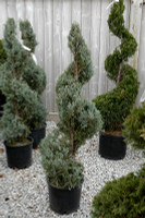 Spiral Blue Point Juniper