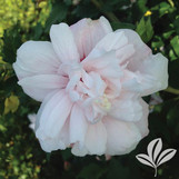 Strawberry Smoothie Althea (Rose of Sharon)