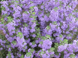Texas Sage 'Lynn's Legacy' made by here at Twin Oaks Nursery & Supply