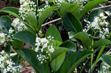 Sweet Viburnum made by here at Twin Oaks Nursery & Supply