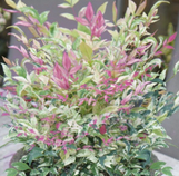 Twilight Nandina
