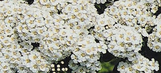 White Frost Birchleaf Spirea is here at  Twin Oaks Nursery & Supply in Denison & Sherman Tx