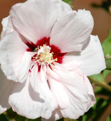 Sugar Tip Althea (Rose of Sharon) made by here at Twin Oaks Nursery & Supply