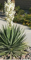Yucca filamentosa 'Excalibur'