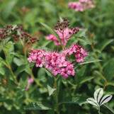 Spirea 'Anthony Waterer' made by here at Twin Oaks Nursery & Supply