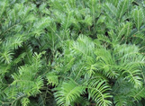Spreading Japanese Plum Yew