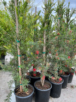 Slim Bottlebrush