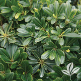 Wheeler's Dwarf Pittosporum