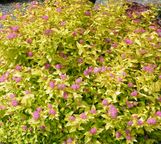 Spirea 'Goldmound' made by here at Twin Oaks Nursery & Supply