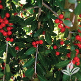 Weeping Yaupon Holly made by here at Twin Oaks Nursery & Supply