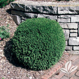Wintergreen Boxwood