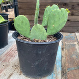 Spineless Prickly Pear Cactus, a potted cactus with flat green pads and no spines on a weathered wooden surface.