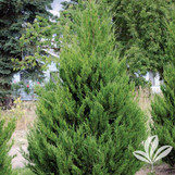 Spartan Juniper made by here at Twin Oaks Nursery & Supply