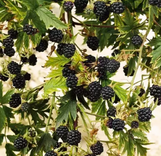 Blackberry