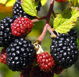 Blackberry
