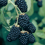 Blackberry