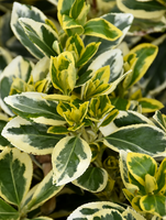Chollipo Euonymus made by here at Twin Oaks Nursery & Supply