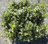 Moonshadow Euonymus
