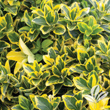 Golden Euonymus made by here at Twin Oaks Nursery & Supply