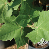 American Sycamore