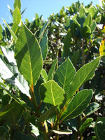 Bay Laurel made by here at Twin Oaks Nursery & Supply