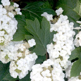 Alice Oakleaf Hydrangea made by here at Twin Oaks Nursery & Supply