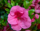 Bloom-A-Thon Pink Cupcake Azalea made by here at Twin Oaks Nursery & Supply
