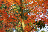 Autumn Blaze Maple