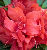 Bloom-A-Thon Firebrick Fame Azalea made by here at Twin Oaks Nursery & Supply