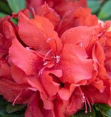 Bloom-A-Thon Firebrick Fame Azalea, vibrant orange-red azalea flowers in full bloom.