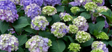 Bloomstruck Endless Summer Hydrangea made by here at Twin Oaks Nursery & Supply
