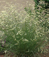Blonde Ambition Blue Grama Grass