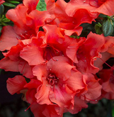 Bloom-A-Thon Coral Amazement Azalea made by here at Twin Oaks Nursery & Supply