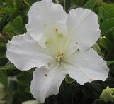 Bloom-A-Thon Pearl Azalea