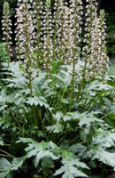 Acanthus mollis (Bear's Breeches)