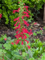 Cedar Sage - Salvia roemeriana made by here at Twin Oaks Nursery & Supply