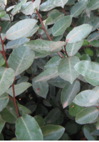 Elaeagnus 'Glen St. Mary'