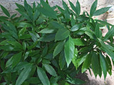 Dwarf Green Aucuba