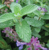 Catmint - Nepeta - Assorted Varieties made by here at Twin Oaks Nursery & Supply
