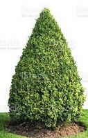 Boxwood Cone made by here at Twin Oaks Nursery & Supply