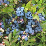 Blueberry