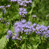 Gregg's Mistflower