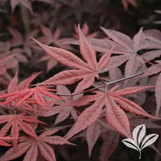 Emperor 1 Japanese Red Maple made by here at Twin Oaks Nursery & Supply