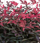 Flirt Nandina made by here at Twin Oaks Nursery & Supply