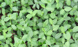 Euonymus 'Coloratus' (Wintercreeper)
